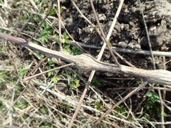 Lasioptera artemisiae