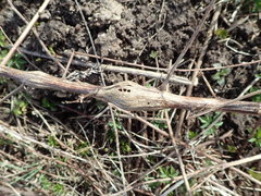 Lasioptera artemisiae