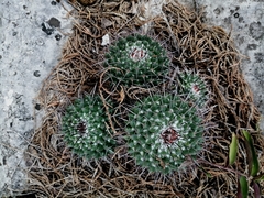 Mammillaria orcuttii