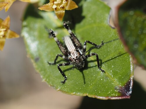 Common Mountain Bush-cricket