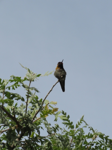 Anna's Hummingbird observed by gabi_m