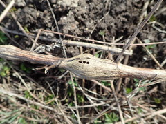 Lasioptera artemisiae