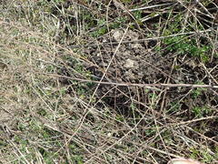 Lasioptera artemisiae