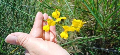 Spanish Broom
