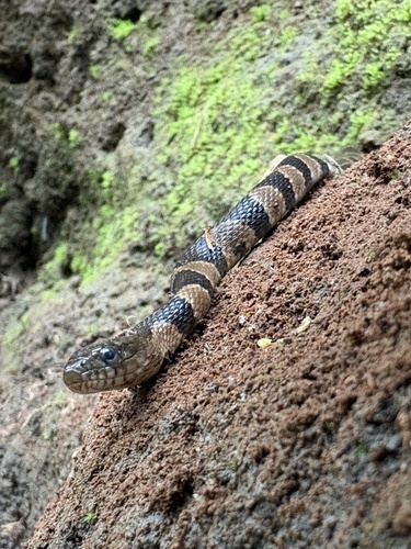 Common Watersnake observed by wood_nymph