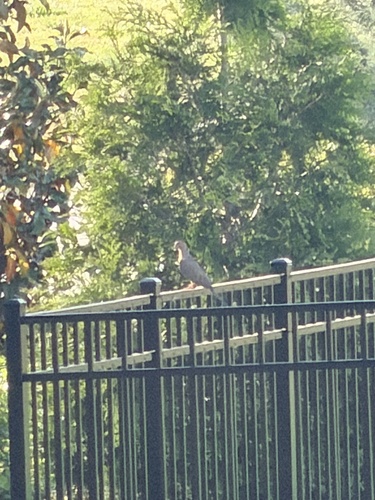Mourning Dove observed by mike_cove