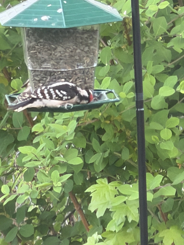 Downy Woodpecker observed by willsonhaley33