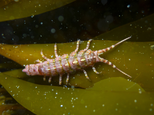 Pencil Isopod photo 5