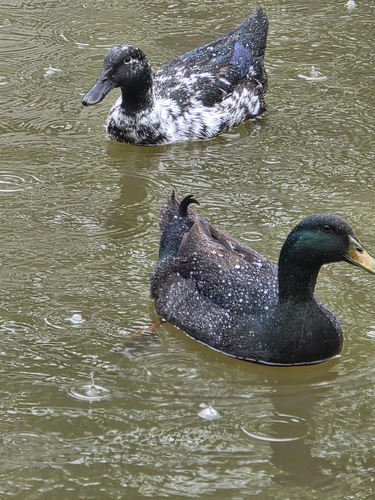 Domestic Mallard observed by lucy-bowie