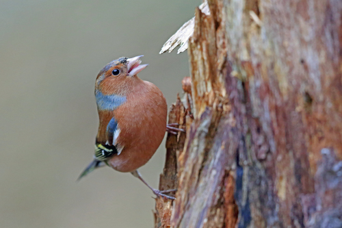 British Chaffinch