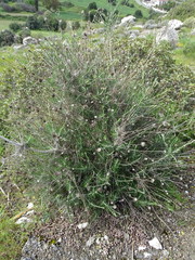 Ptilostemon chamaepeuce cyprius