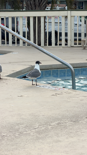 Laughing Gull observed by rhino581