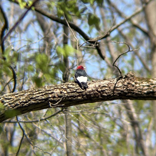 Red-headed Woodpecker observed by parker_il