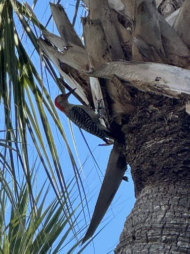 Red-bellied Woodpecker observed by the_roadside_naturalist