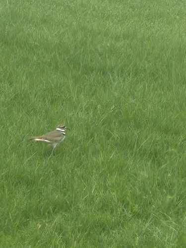 Killdeer observed by icemessiah0