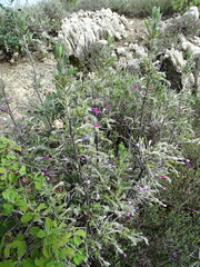 Lithodora hispidula versicolor