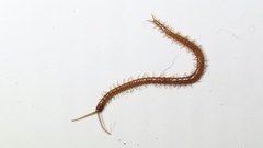 Schendyla nemorensis