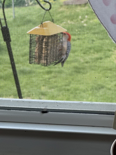 Red-bellied Woodpecker observed by mamellen