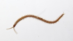 Schendyla nemorensis