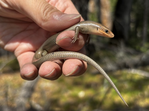 iNaturalist observation photo of Gilbert's Skink