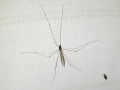 Dicranomyia liberta