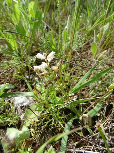 Image of Bellevalia nivalis by (c) Grzegorz Grzejszczak, some rights reserved (CC BY-SA)