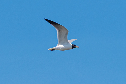 Laughing Gull observed by markh9911