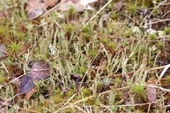 Cladonia rei