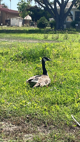 Canada Goose observed by bluebelflower