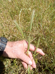 Hordeum pusillum