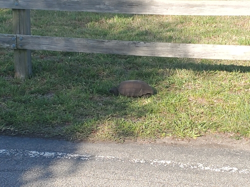 Gopherus polyphemus