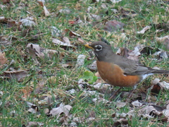 Turdus migratorius