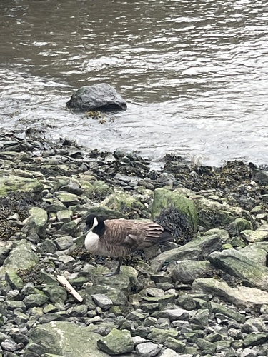 Canada Goose observed by sbayrak