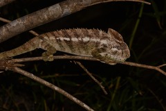 Furcifer verrucosus