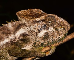 Furcifer verrucosus