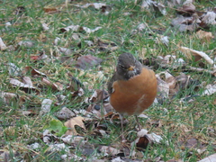 Turdus migratorius