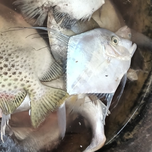 Diamond Trevally