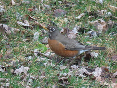 Turdus migratorius