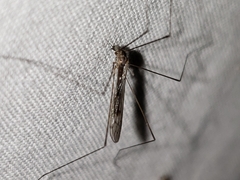 Dicranomyia liberta