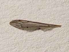 Dicranomyia liberta
