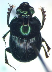 Onthophagus praecellens
