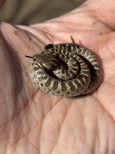 iNaturalist observation photo of Coast Night Snake