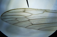 Dicranomyia liberta