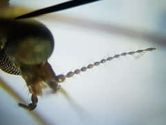 Dicranomyia liberta