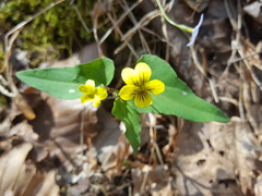 Viola hastata