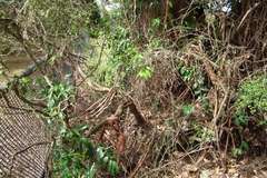 Citrus australasica