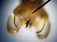 Dicranomyia liberta