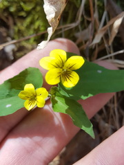 Viola hastata