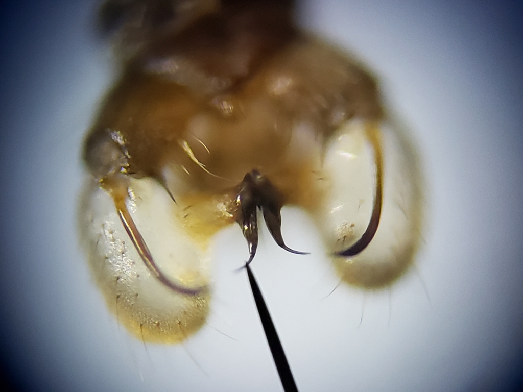Dicranomyia liberta