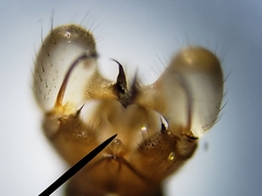 Dicranomyia liberta